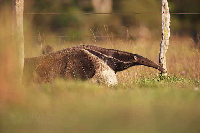 Giant anteater