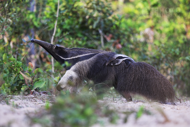 Giant anteater