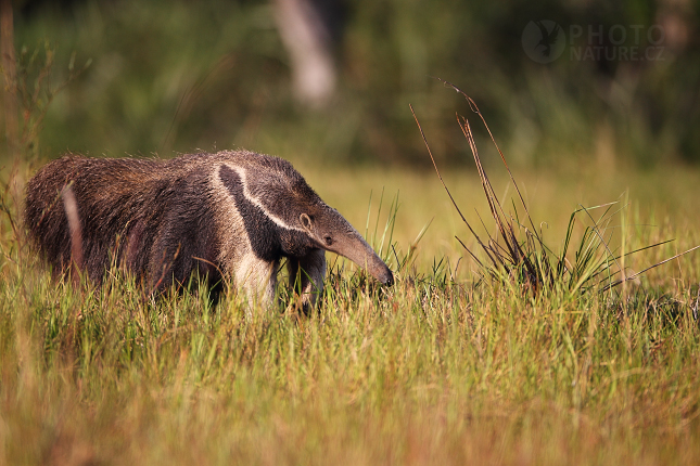 Giant anteater