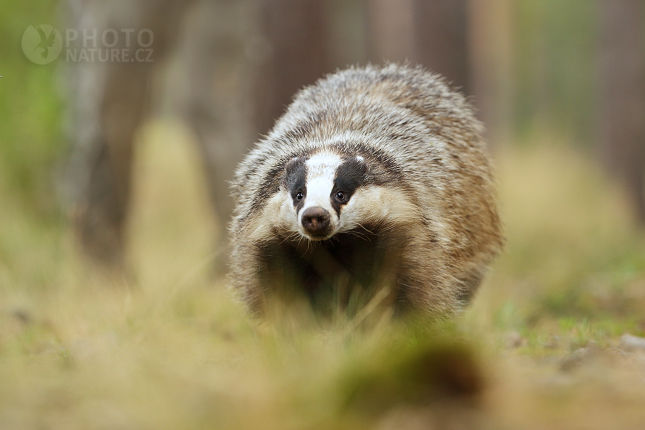 European badger