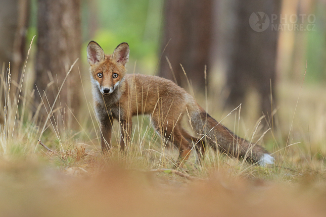 Red fox