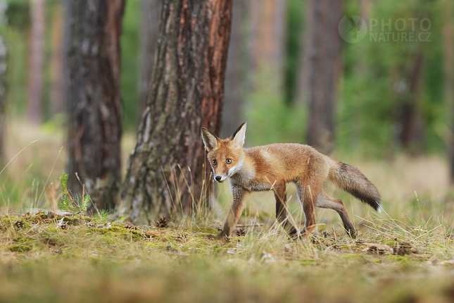 Red fox