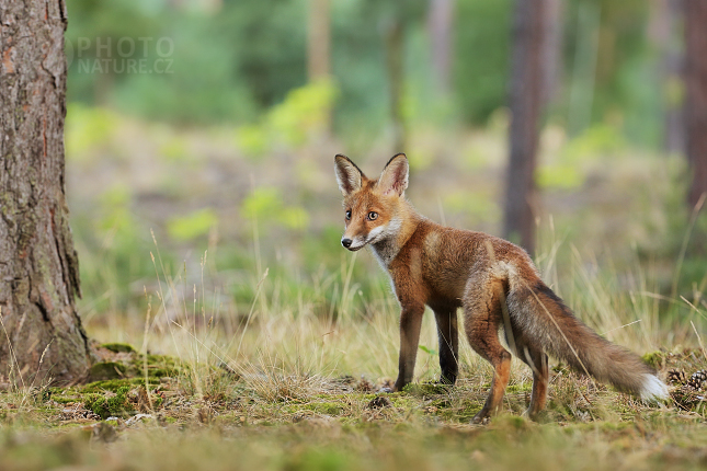 Red fox