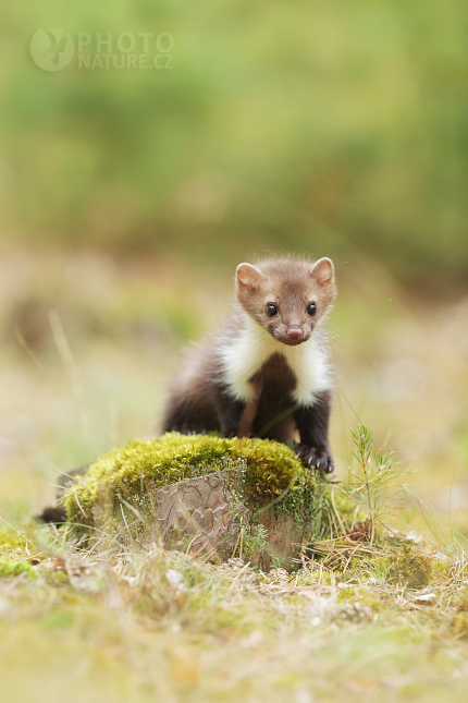 Beech Marten 