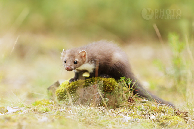 Beech Marten 