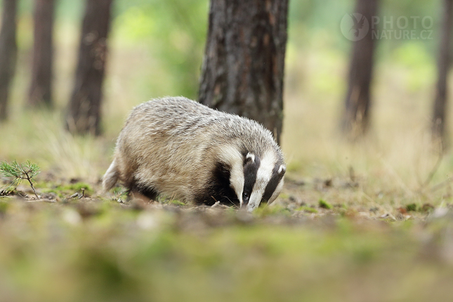 European badger