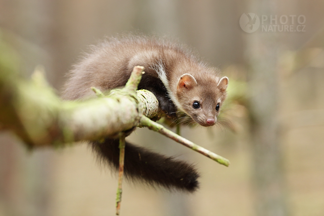 Beech Marten 