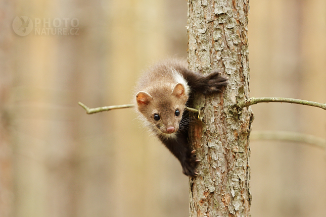 Beech Marten 