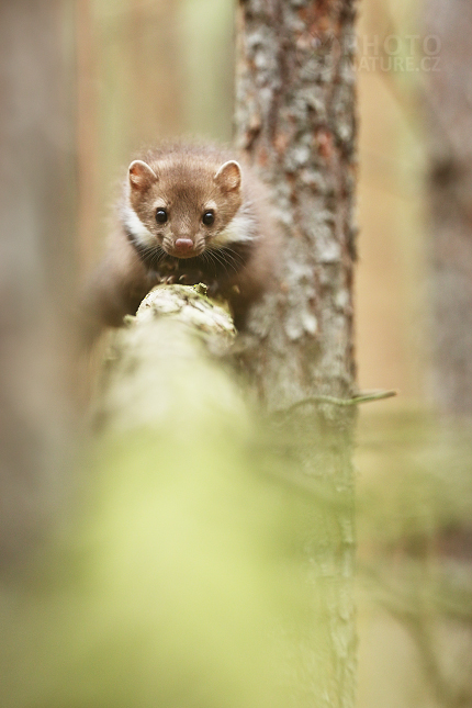 Beech Marten 