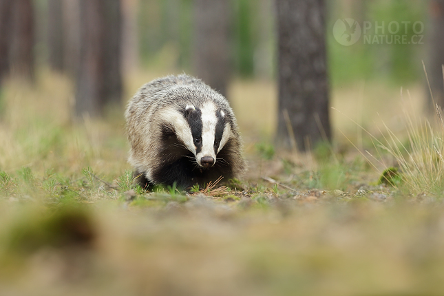 European badger