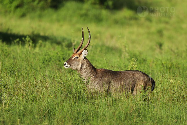 Waterbuck