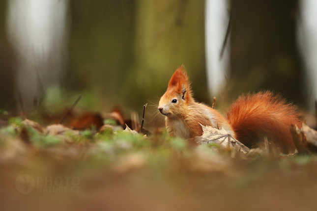 Red Squirell 