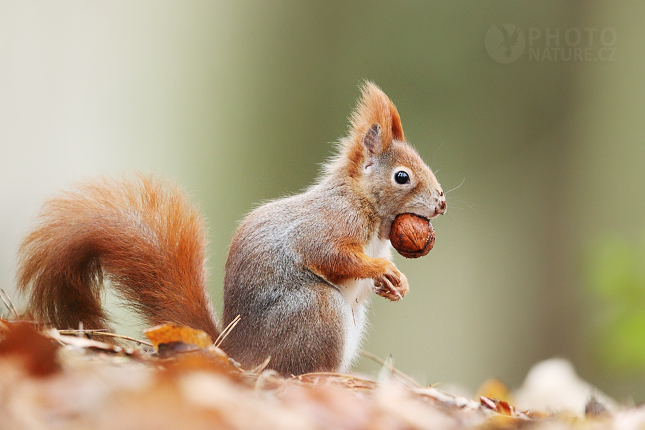 Red Squirell 