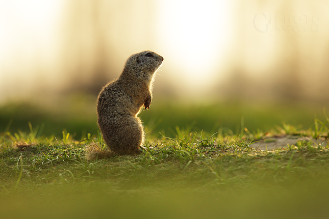 European Ground Squirrel 