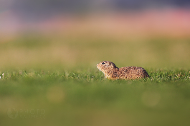 European Ground Squirrel