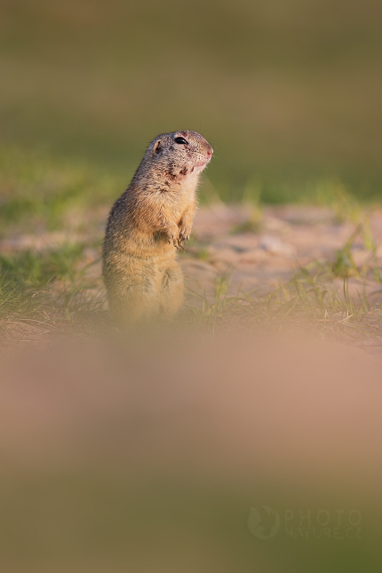 European Ground Squirrel