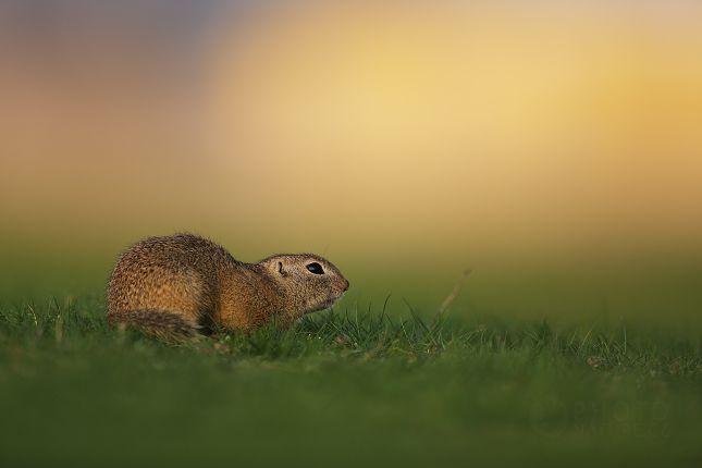 European Ground Squirrel 