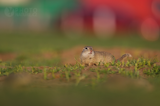 European Ground Squirrel 