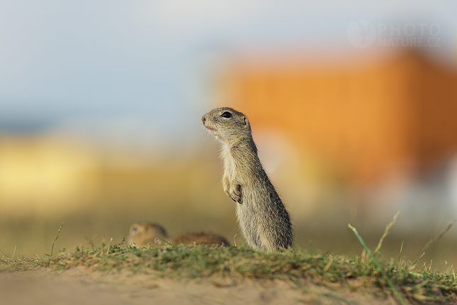 European Ground Squirrel 