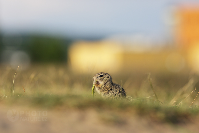 European Ground Squirrel 