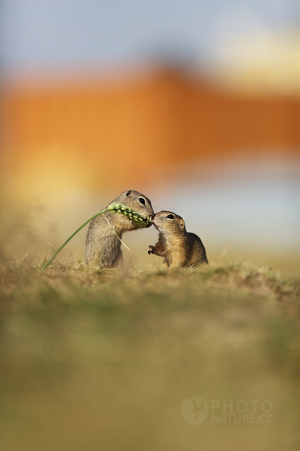 European Ground Squirrel 