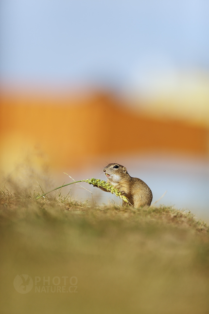 European Ground Squirrel 