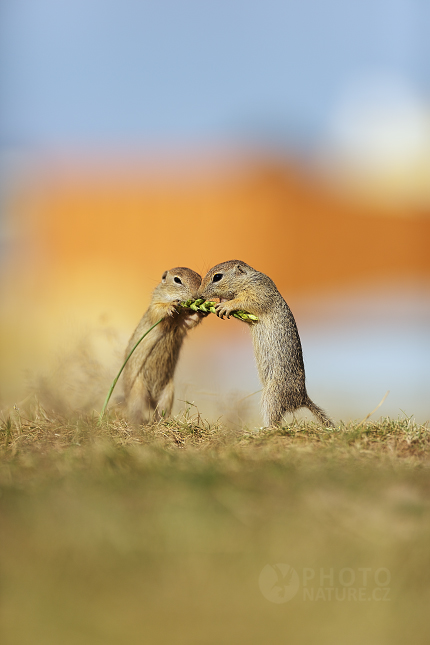 European Ground Squirrel 