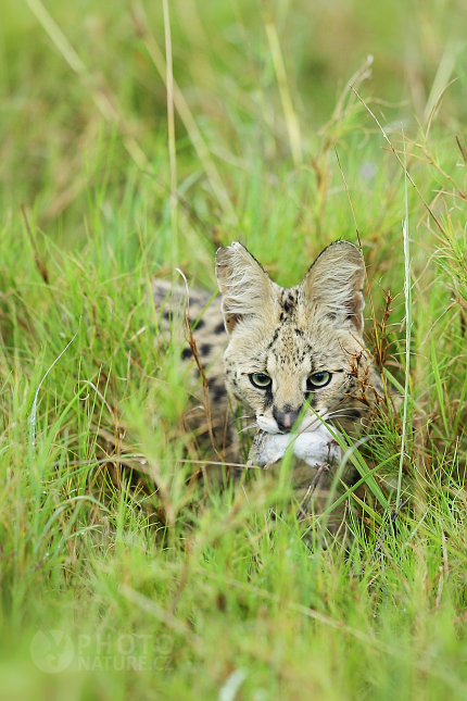 Serval