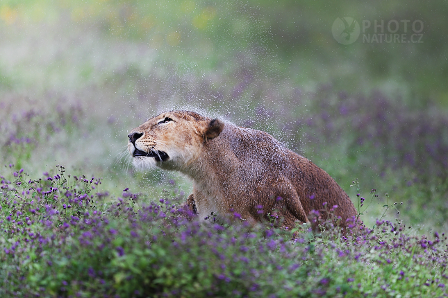 African Lion