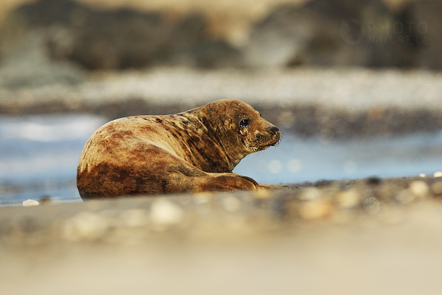 Harbor Seal