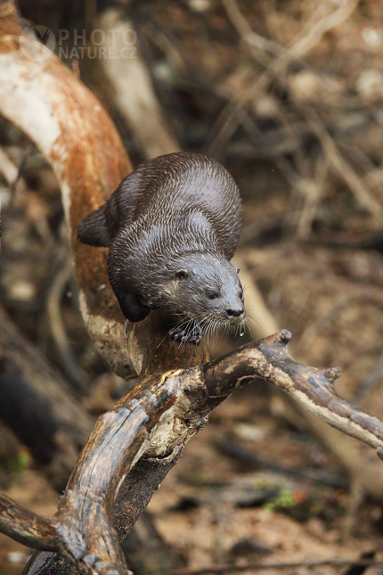 Neotropical Otter 