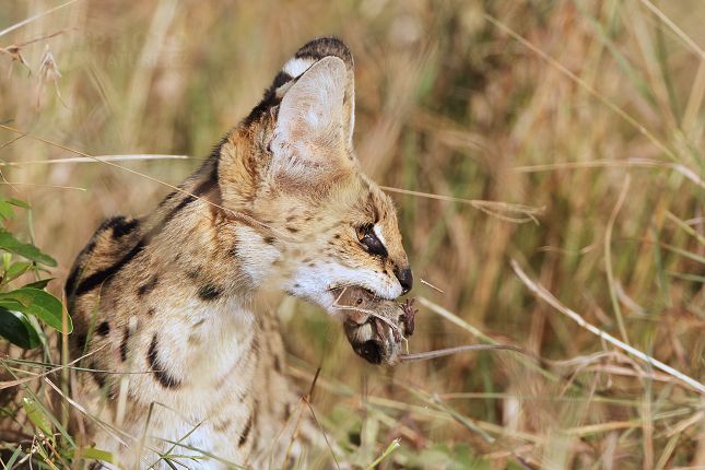 Serval 