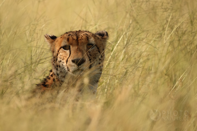 Gepard štíhlý (Acinonyx jubatus), Okawango