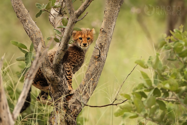 Gepard štíhlý (Acinonyx jubatus), Okawango