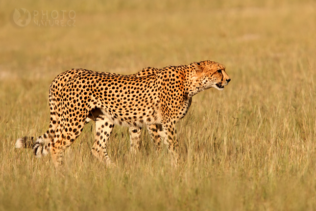 Gepard štíhlý (Acinonyx jubatus), Okawango