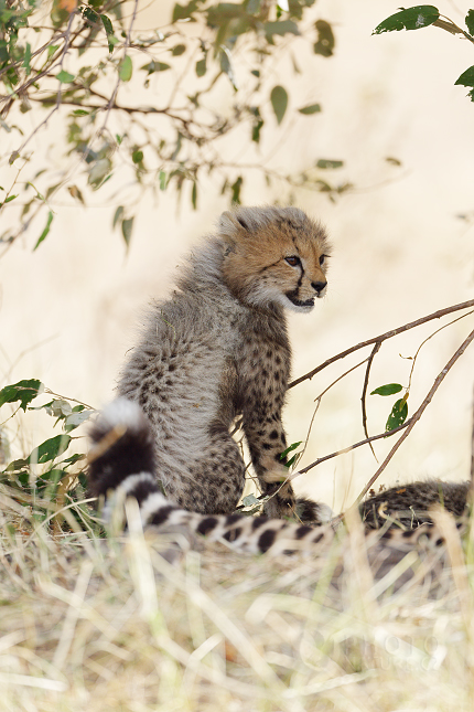 African Cheetah 