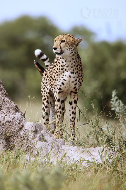 African Cheetah 