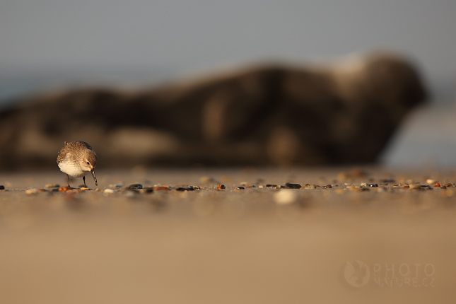 Sanderling (Calidris alba), Helgoland