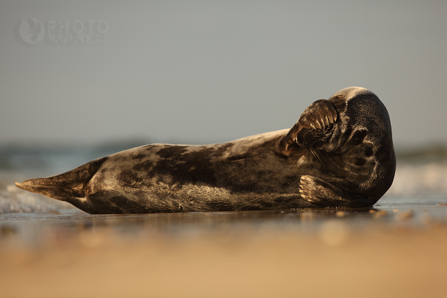 Atlantic Grey Seal (Halichoerus grypus, Germany