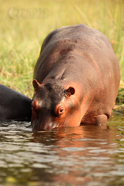 Hroch obojživelný (Hippopotamus amphibius), Uganda