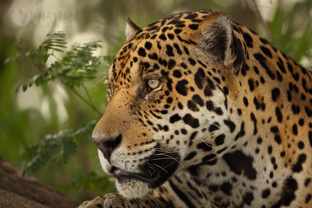 Jaguár americký (Panthera onca), Brazílie