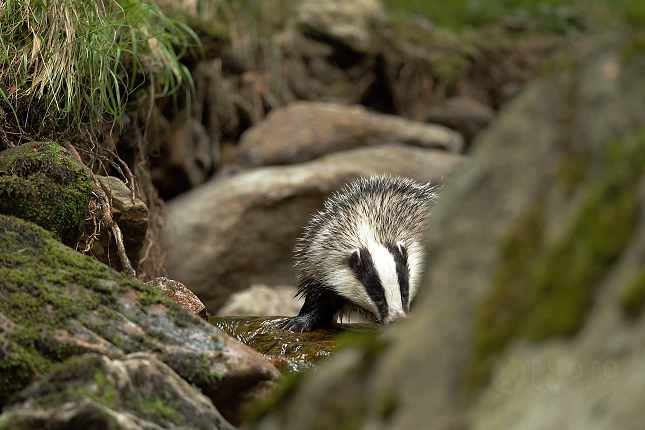 European badger 