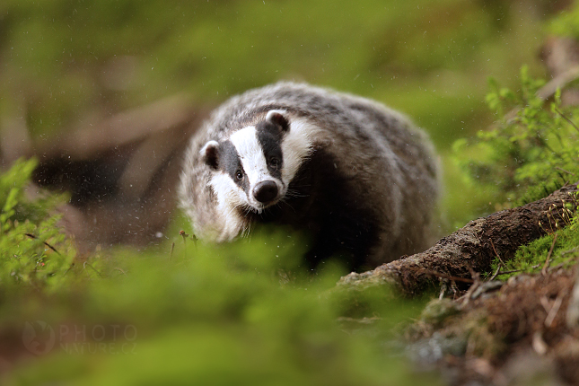 European badger 