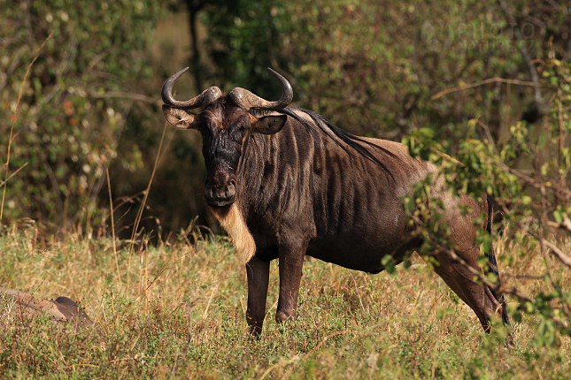 Western White-bearded Wildebeest