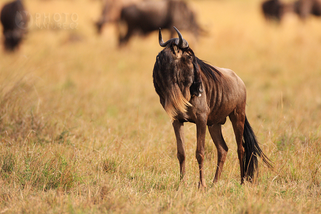 Western White-bearded Wildebeest