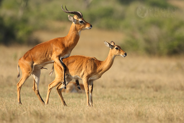 Voduška kob (Kobus kob), Uganda