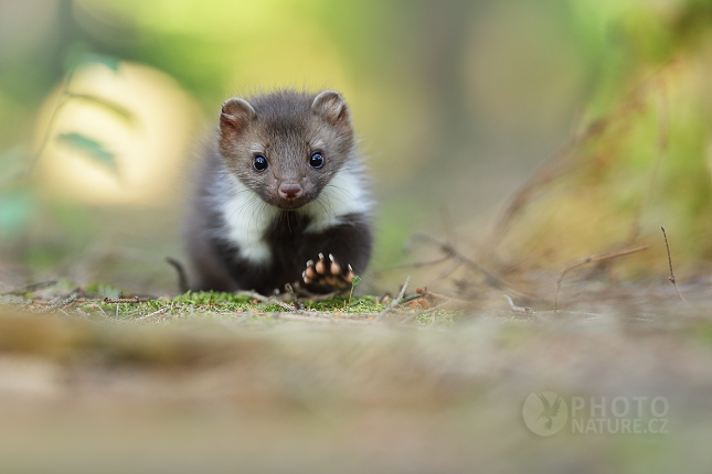 Beech Marten 