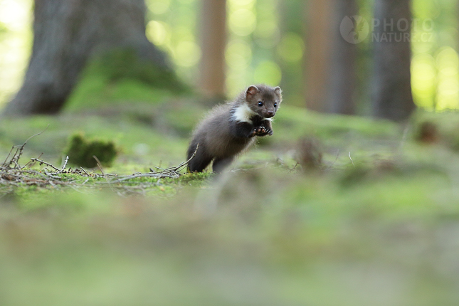 Beech Marten 