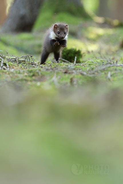 Beech Marten 