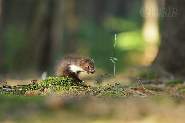 Beech Marten 